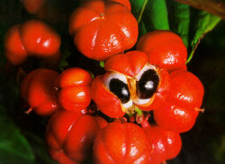 Guaran&aacute;