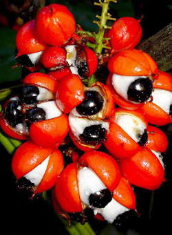 Guaran&aacute;