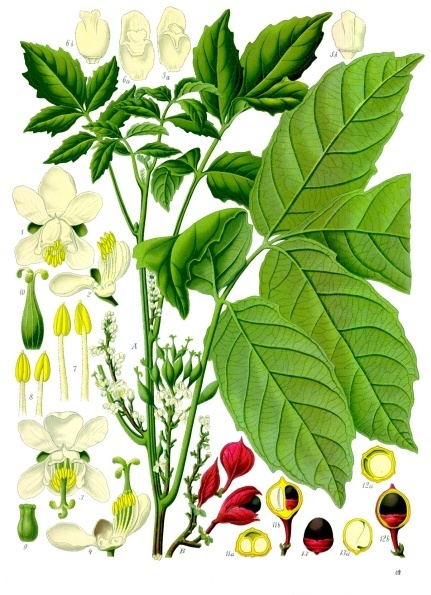 Guaran&aacute;